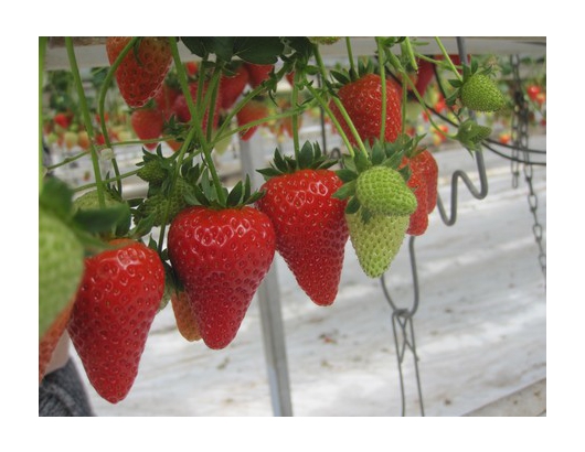 Research investigates best growing conditions for Malling™ Centenary strawberries