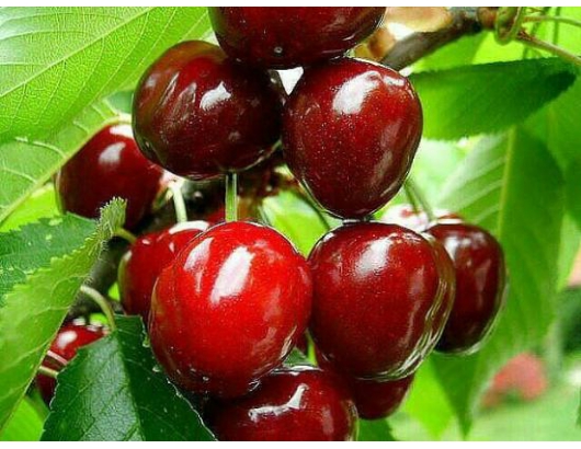 Chile eyes cherry production in northern regions.
