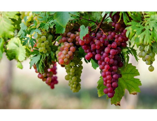 U.S.: ‘Steady’ season for California grapes, says Terra Exports