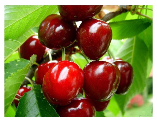 Chilean cherry deal delayed by up to  10 days, says industry rep