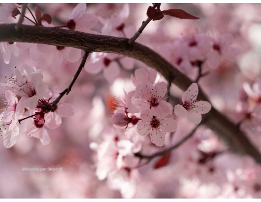 位於美國加州的櫻桃樹開花了