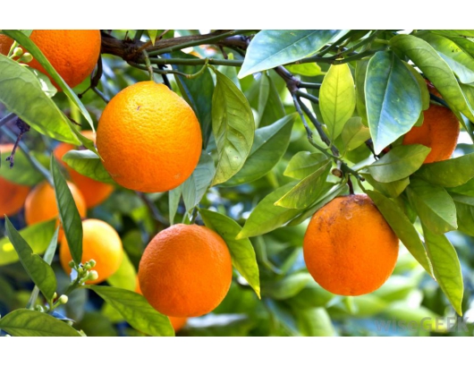 U.S.: California orange harvest set for later start