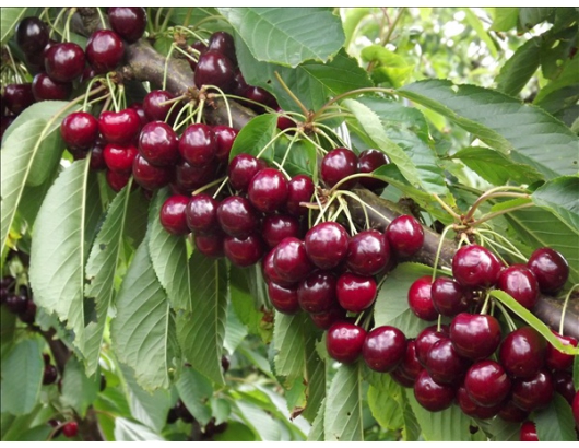 Canadian cherry season cut short by hot summer.