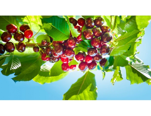 Promising outlook for Australian cherry exports.