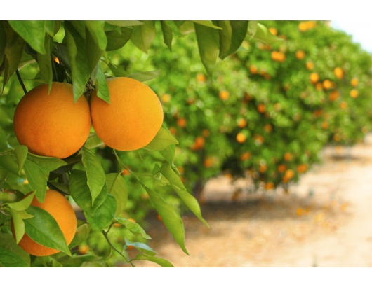 Florida citrus 'low but stable'
